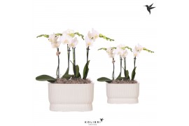 Phalaenopsis Kolibri Orchids Phalaenopsis white 4spike in Diabolo trav