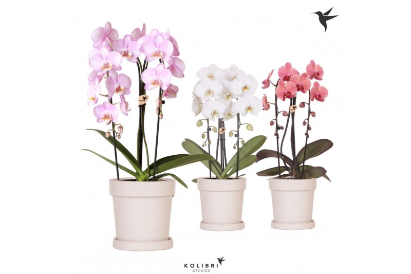 Phalaenopsis elegant cascade Kolibri Orchids Cascade Niagara fall 2 sp 