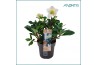 Helleborus niger christmas carol Helleborus Christmas Carol 15 cm Larg