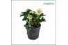 Helleborus niger christmas carol Helleborus Christmas Carol 15 cm Medi