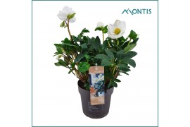 Helleborus niger christmas carol Helleborus Christmas Carol 15 cm XXL 