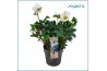 Helleborus niger christmas carol Helleborus Christmas Carol 15 cm XXL 