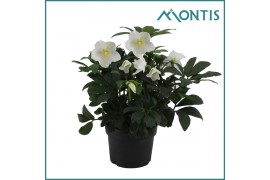 Helleborus niger christmas carol Helleborus Christmas Carol 17 cm Extr