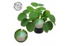 Pilea peperomioides Pilea Peperomioides 12cm Duits etiket