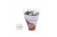 Kalanchoe rosalina wit royale Kalanchoe Rosalina 07cm Royale Dione wit 