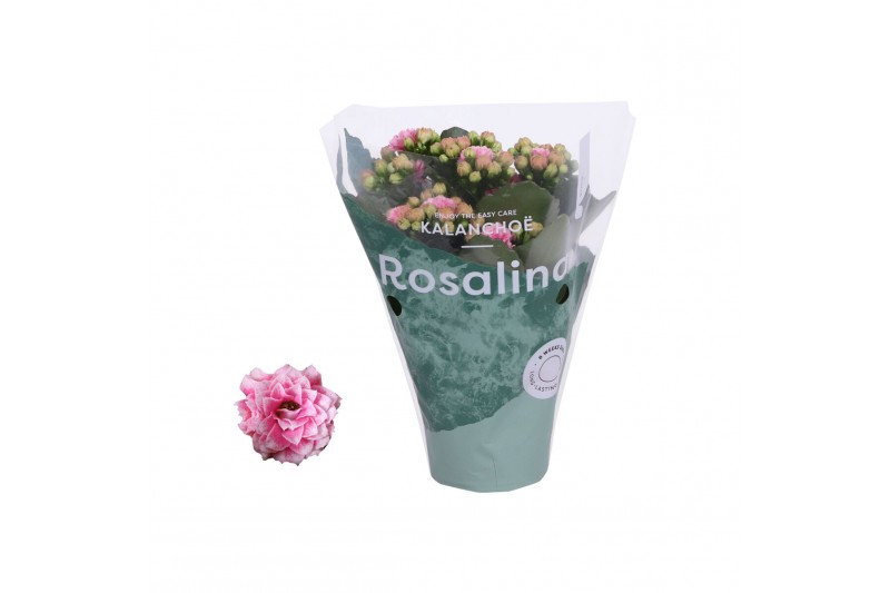 Kalanchoe rosalina roze Kalanchoe Rosalina 07cm Don Alano wit/rozepp 