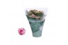 Kalanchoe rosalina roze Kalanchoe Rosalina 07cm Don Alano wit/rozepp