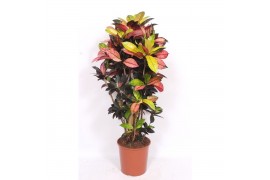 Codiaeum variegatum mrs iceton Codiaeum Iceton (Croton Iceton)pp