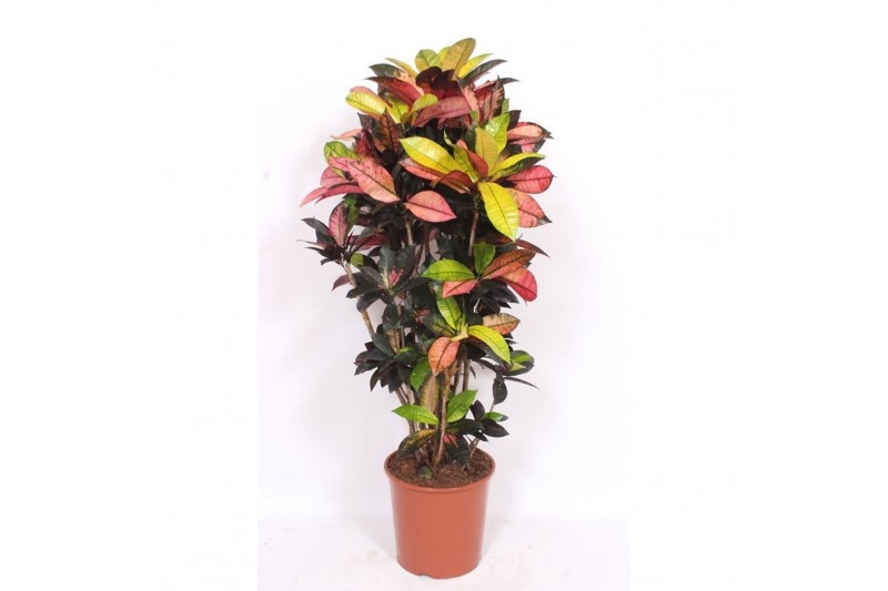 Codiaeum variegatum mrs iceton Codiaeum Iceton (Croton Iceton)pp 