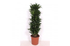 Dracaena fragr. compacta Dracaena Compacta12 pp