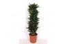 Dracaena fragr. compacta Dracaena Compacta12 pp