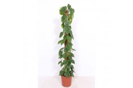 Philodendron scandens Philodendron scandenspp