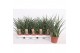 Sansevieria fernwood punk 