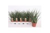Sansevieria fernwood punk