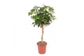 Schefflera arboricola gold capella Schefflera Gold Capella4 pp