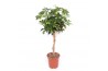 Schefflera arboricola gold capella Schefflera Gold Capella4 pp