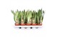 Sansevieria trifasciata mix Sansevieria mix 