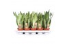 Sansevieria trifasciata mix Sansevieria mix