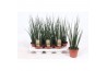Sansevieria fernwood mikado Sansevieria Fernwood Mikado