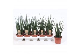 Sansevieria fernwood mikado Sansevieria Fernwood Mikado