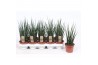 Sansevieria fernwood mikado Sansevieria Fernwood Mikado