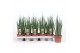 Sansevieria bacularis mikado Sansevieria Mikado 