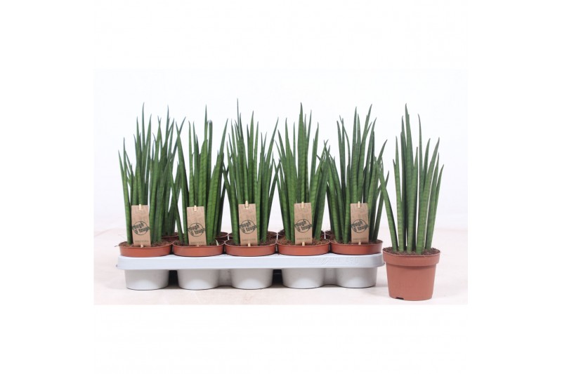 Sansevieria bacularis mikado Sansevieria Mikado 