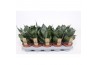 Sansevieria hahnii
