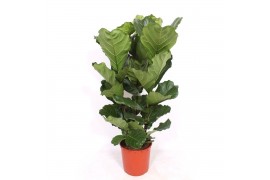 Ficus lyrata Ficus lyrata 3 per potpp