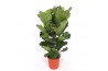 Ficus lyrata Ficus lyrata 3 per potpp