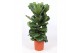 Ficus lyrata Ficus lyrata 3 per potpp 