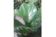 Ficus lyrata Ficus lyrata 3 per potpp 