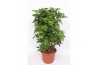 Schefflera arboricola compacta Schefflera arboricola Compacta4 pp