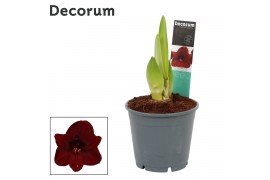 Hippeastrum Dark Red 2 Knop (Decorum)