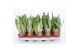 Sansevieria moonshine 