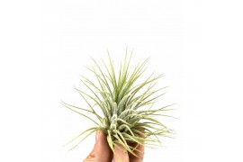 Tillandsia tillandsia ionantha groen1 bl.