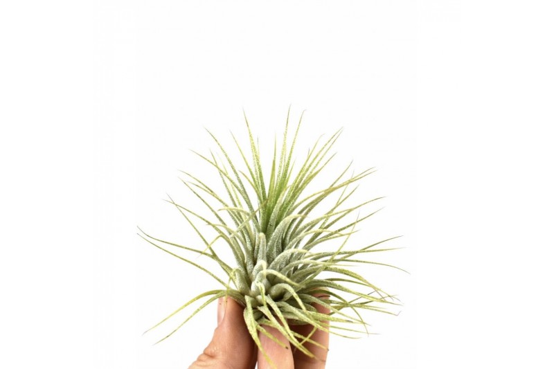 Tillandsia tillandsia ionantha groen1 bl. 
