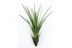 Tillandsia melanocrater 101594 tillandsia melanocrater1 bl. 