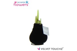 Hippeastrum gewaxt No Water Flowers Velvet Touchz® Black2 tak/plnt
