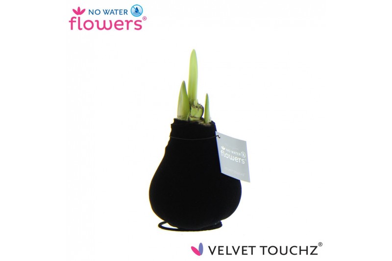 Hippeastrum gewaxt No Water Flowers Velvet Touchz® Black2 tak/plnt 