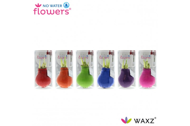 Hippeastrum gewaxt No Water Flowers Waxz® Happy Mix in koker2 tak/plnt 