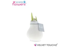 Hippeastrum gewaxt No Water Flowers Velvet Touchz® White2 tak/plnt