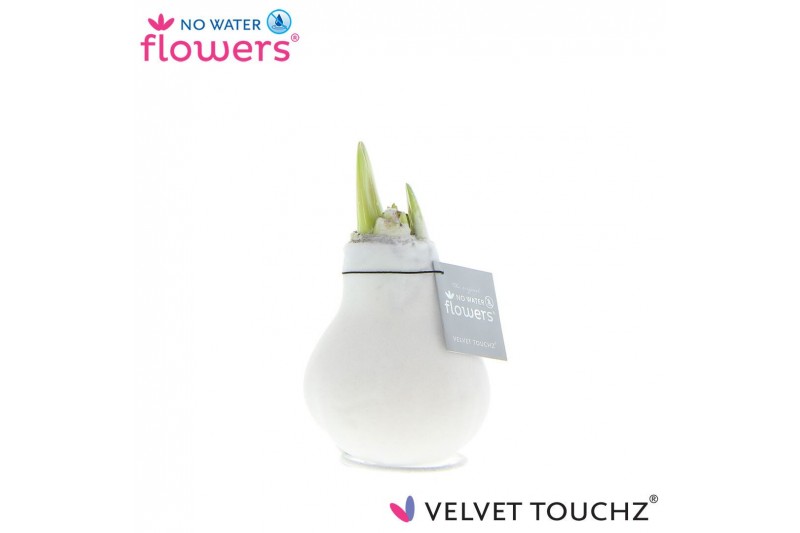 Hippeastrum gewaxt No Water Flowers Velvet Touchz® White2 tak/plnt 