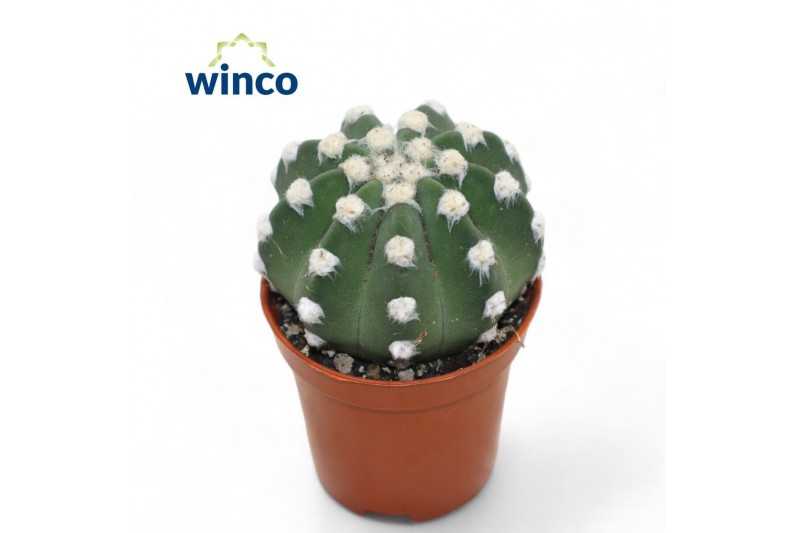 Cactus Echinopsis Subdenudata 