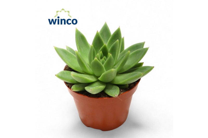 Echeveria miranda Echeveria Miranda1 bl. 