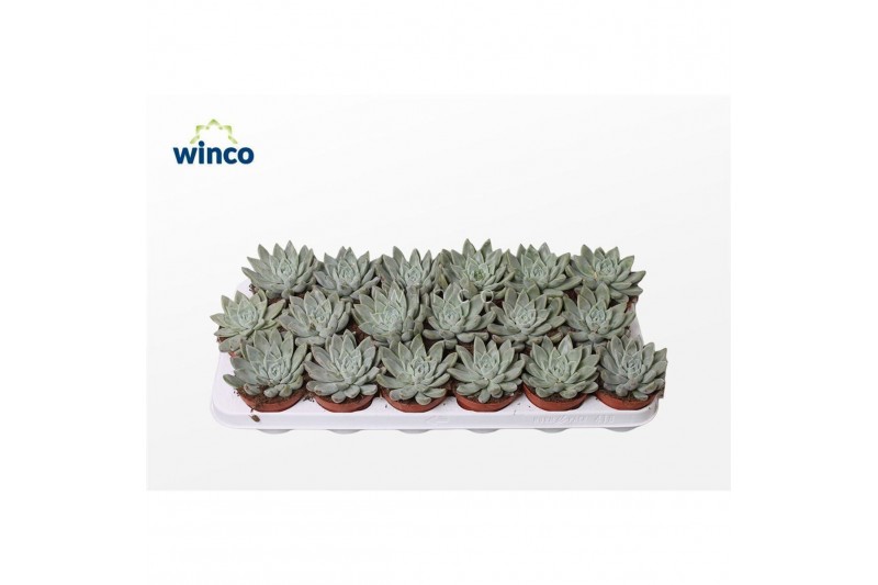 Echeveria tolimensis Echeveria Tolimanensis Hybride (grey)overige bl. 