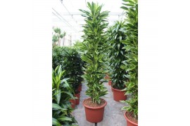 Dracaena fragr. golden coast Dracaena Golden Coast20 pp