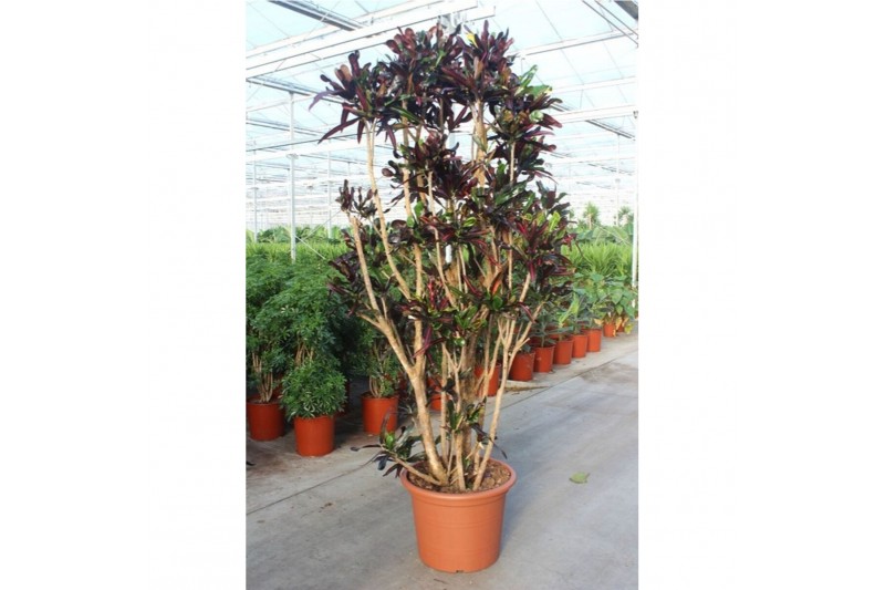 Codiaeum variegatum mammi Codiaeum Mammi1 pp 