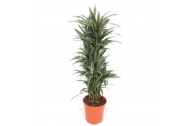 Dracaena fragr. der. warneckei Dracaena Warneckei12 pp