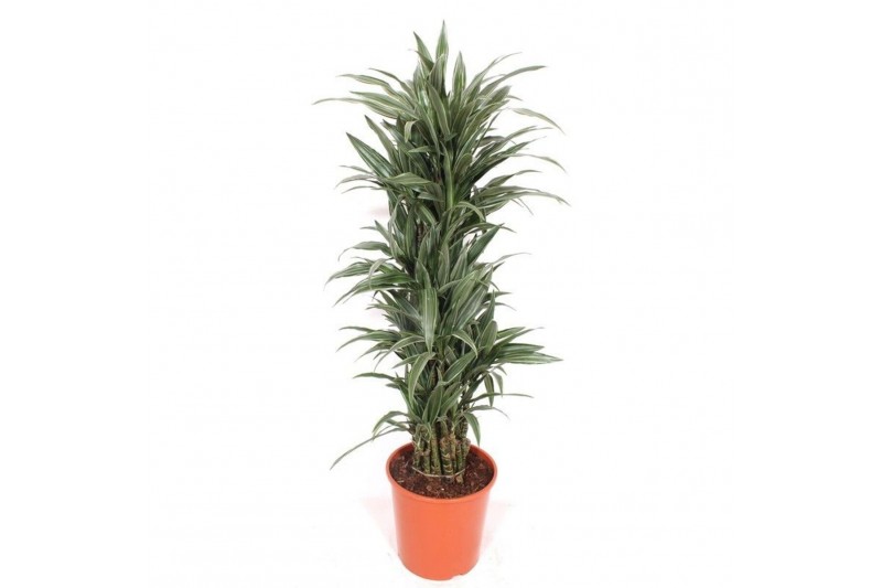 Dracaena fragr. der. warneckei Dracaena Warneckei12 pp 